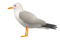 emoji mouette